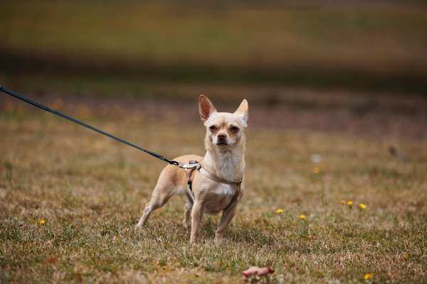 Come scegliere i capi essenziali per il guardaroba di una donna?
