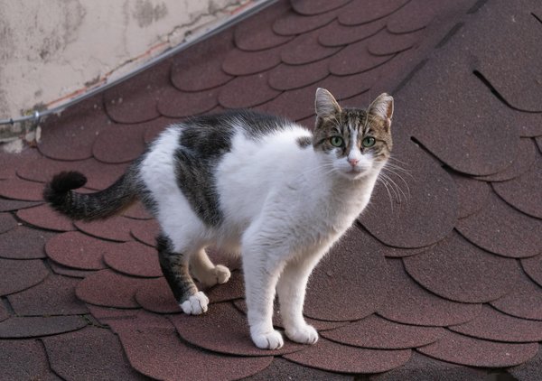 Assicurare una ventilazione ottimale nel vano motore: strategie per evitare il surriscaldamento nei veicoli sportivi